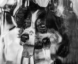 Lexi Looking Glass