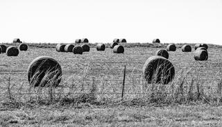 Hay