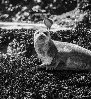 Sealy Dan