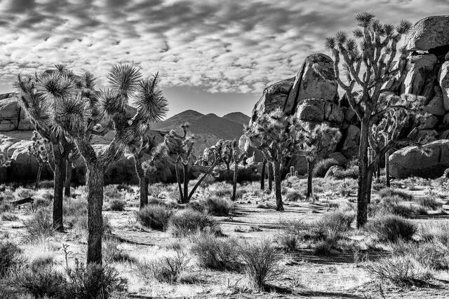 Desert Sunset print