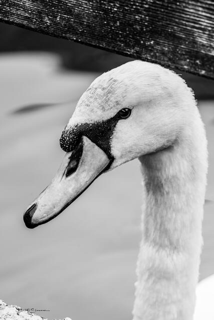 Duck Duck Goose print