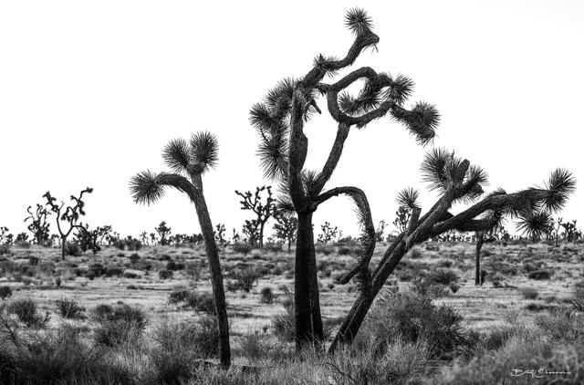 Joshua Tree print