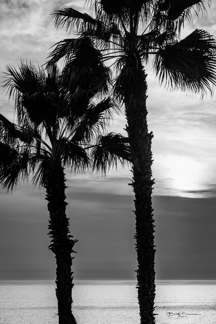 Palm Sunsets print