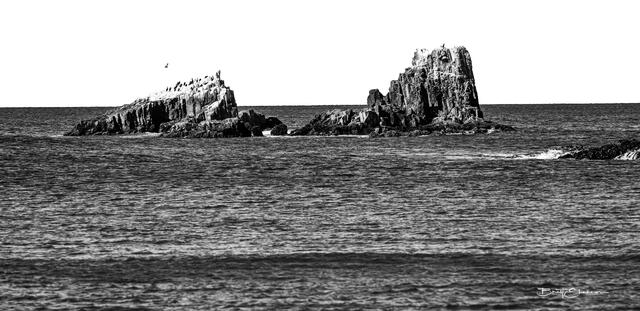 Pelican Point print