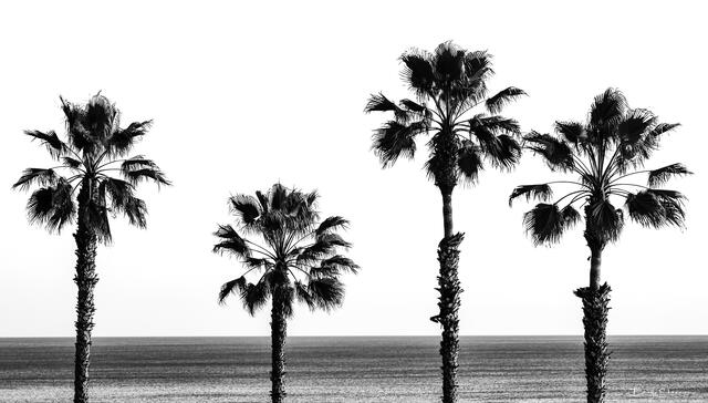 Palm Perfect print