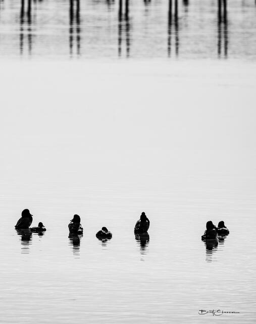 Sitting Ducks print