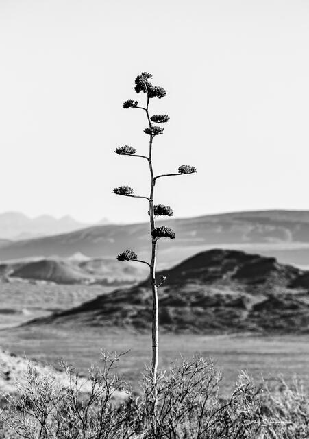 Solitude print