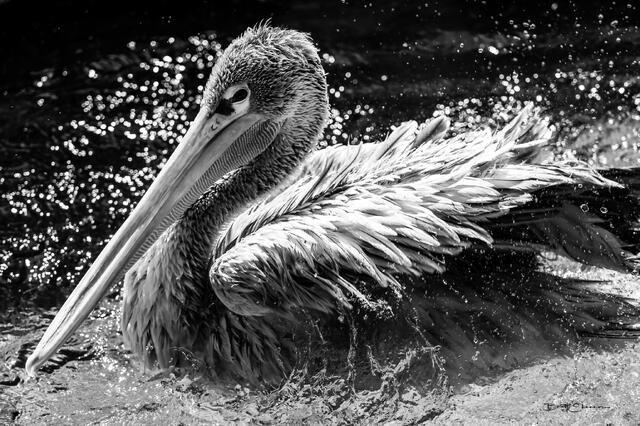 Splash print