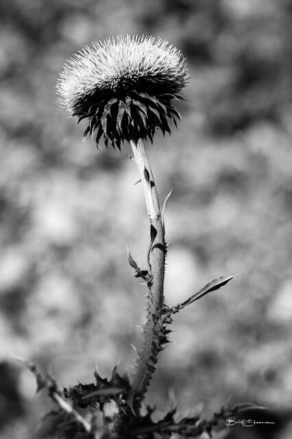 Thistle print
