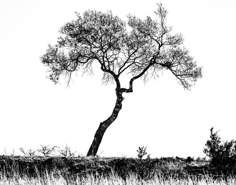 Albero