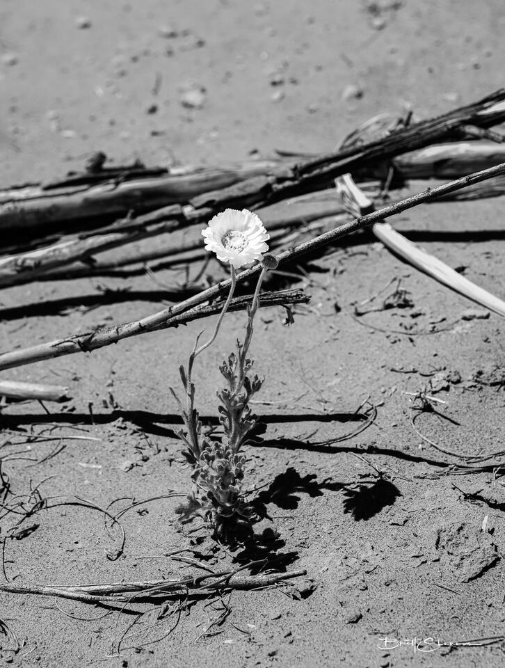 Alone