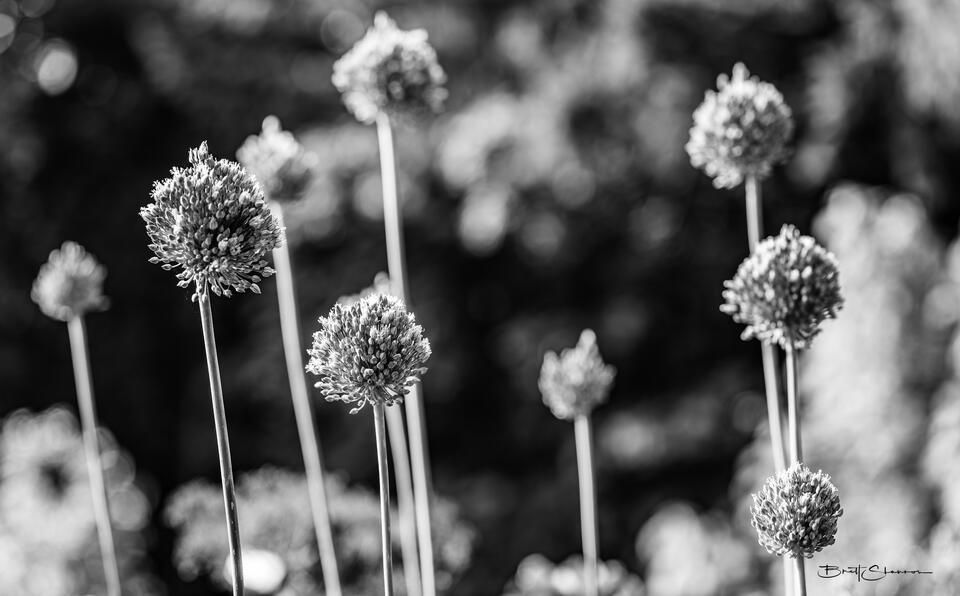Blossom