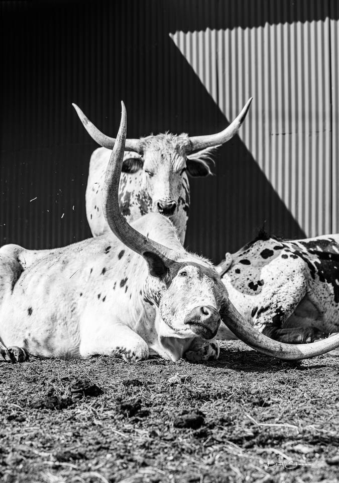 Bulls Eyes