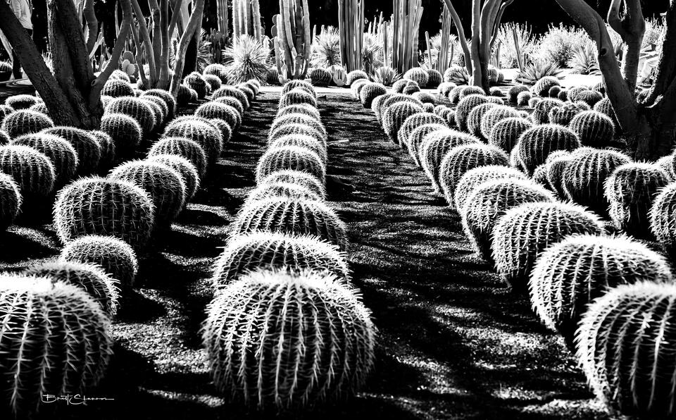 Cacti