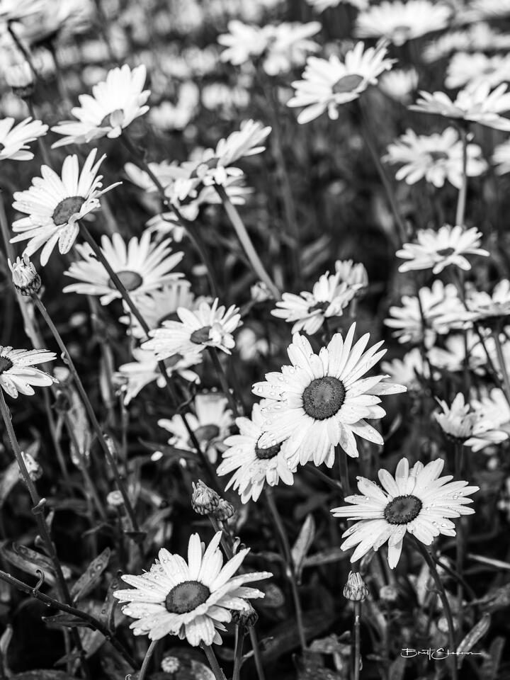 Daisies
