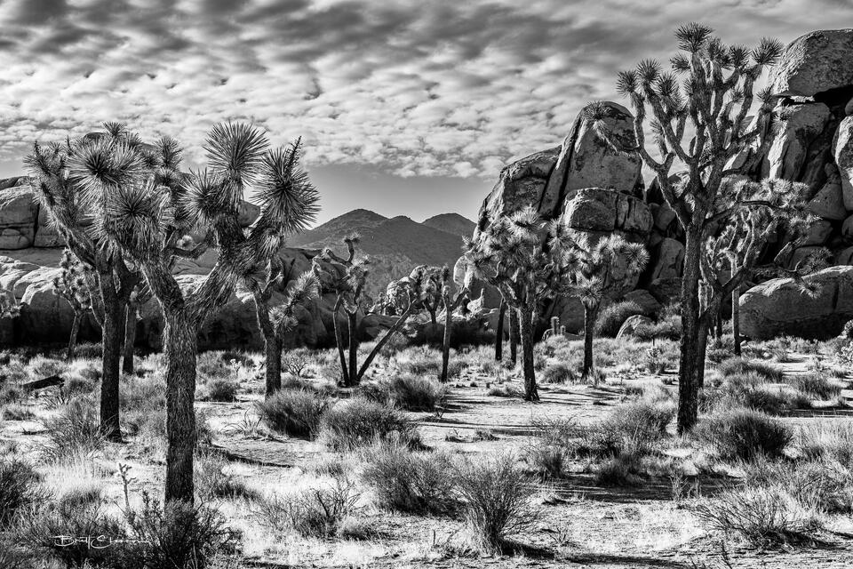 Desert Sunset