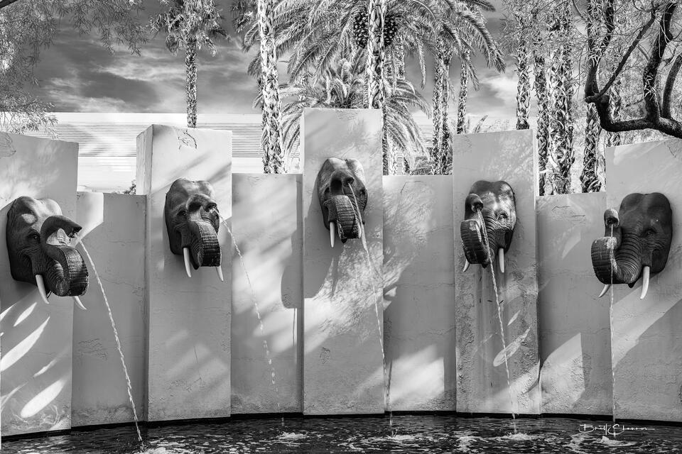 Elephants