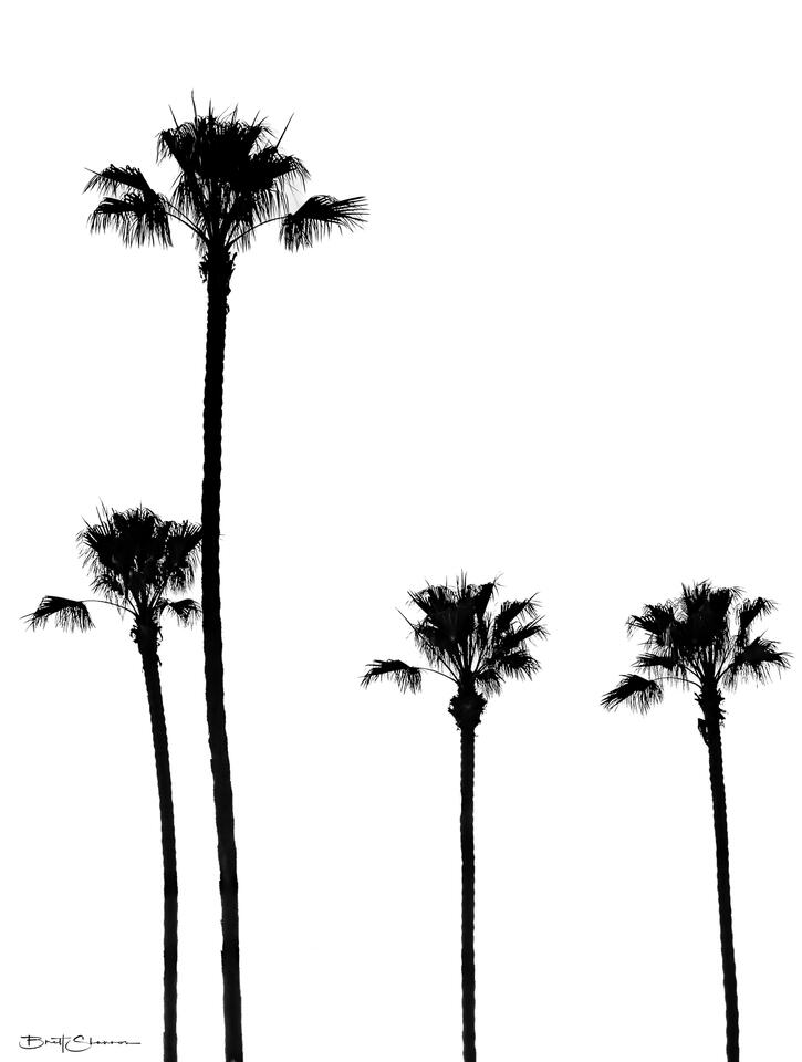 Four Palms