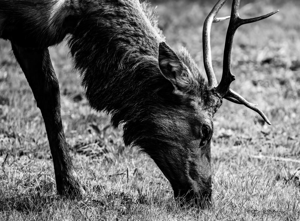 Graze