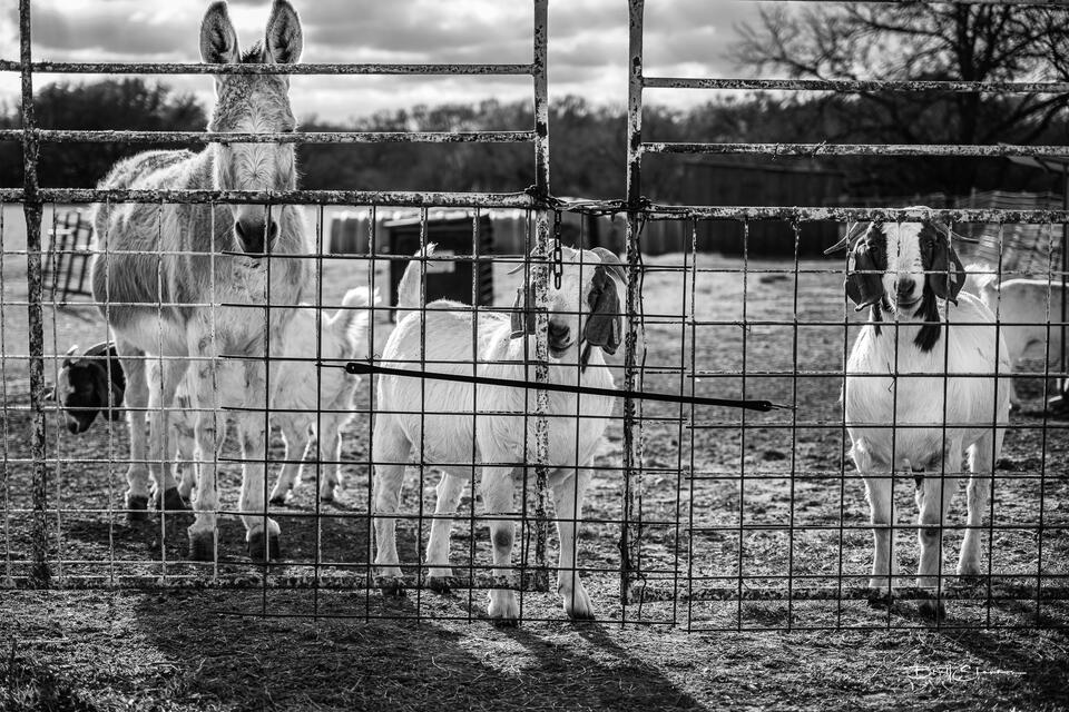 Greeters