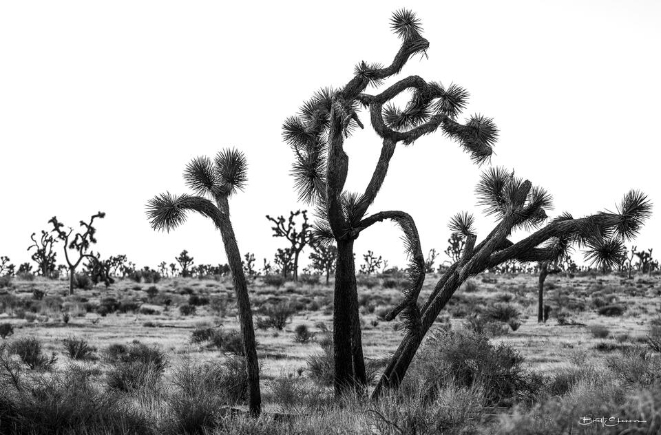 Joshua Tree