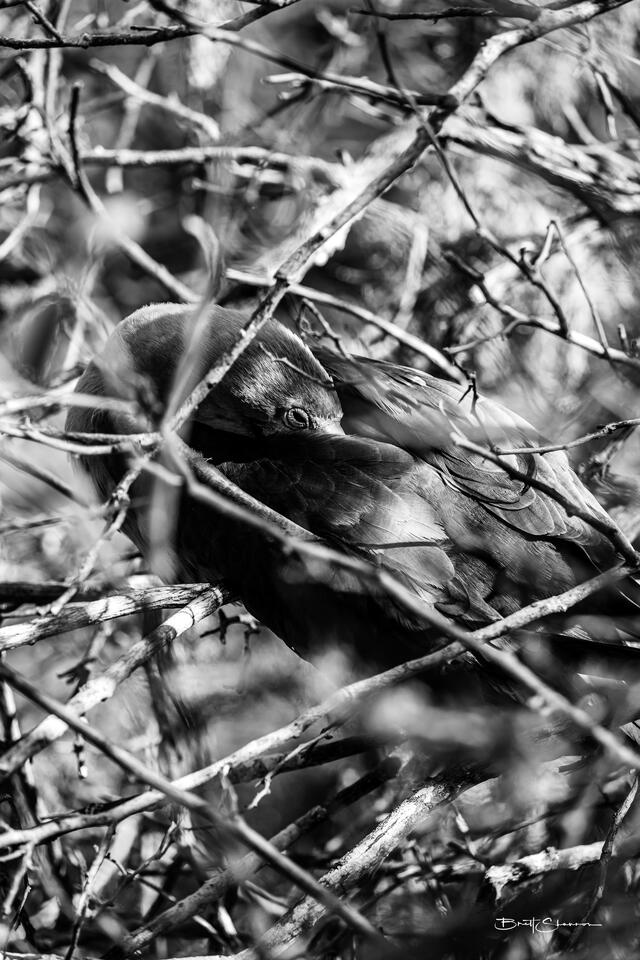 Nest
