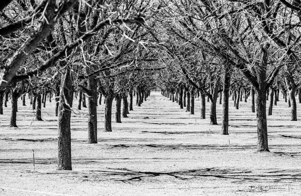 Orchard
