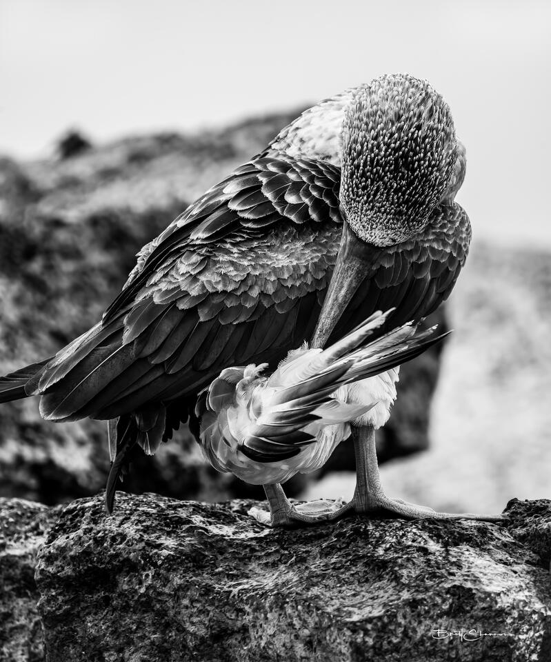 Preen