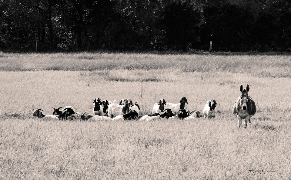Texas Serengeti