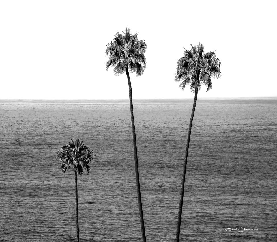 Three Palms