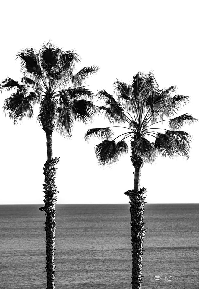 Twin Palms