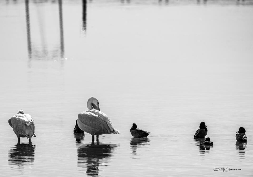 Wading Around